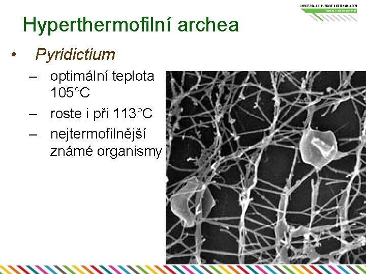 Hyperthermofilní archea • Pyridictium – optimální teplota 105°C – roste i při 113°C –