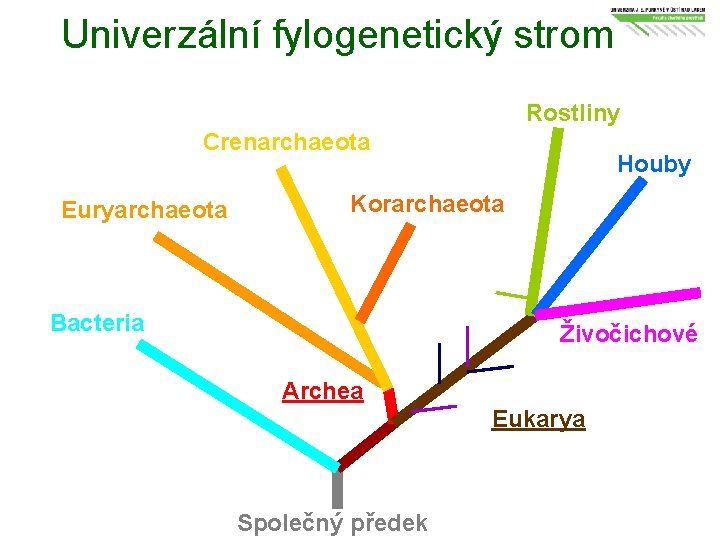 Univerzální fylogenetický strom Rostliny Crenarchaeota Euryarchaeota Houby Korarchaeota Bacteria Živočichové Archea Eukarya Společný předek