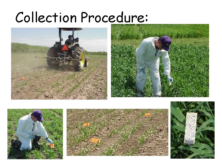 Collection Procedure: 