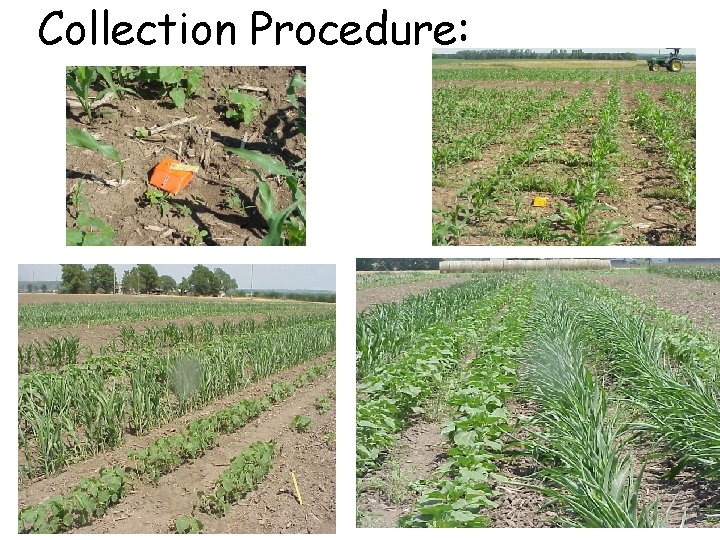 Collection Procedure: 