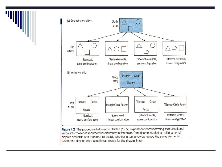 Cognitive Processes PSY 334 Chapter 4 PerceptionBased Knowledge
