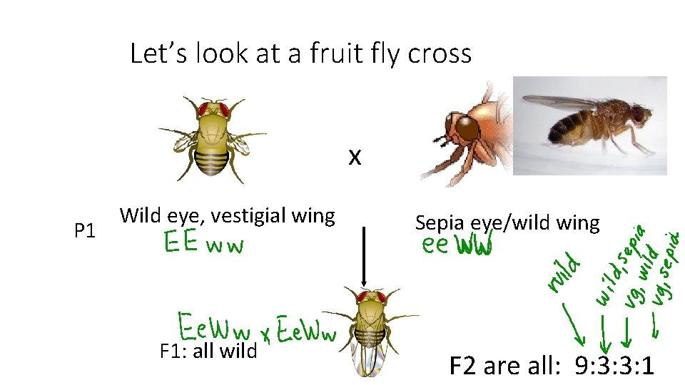 Let’s look at a fruit fly cross x P 1 Wild eye, vestigial wing