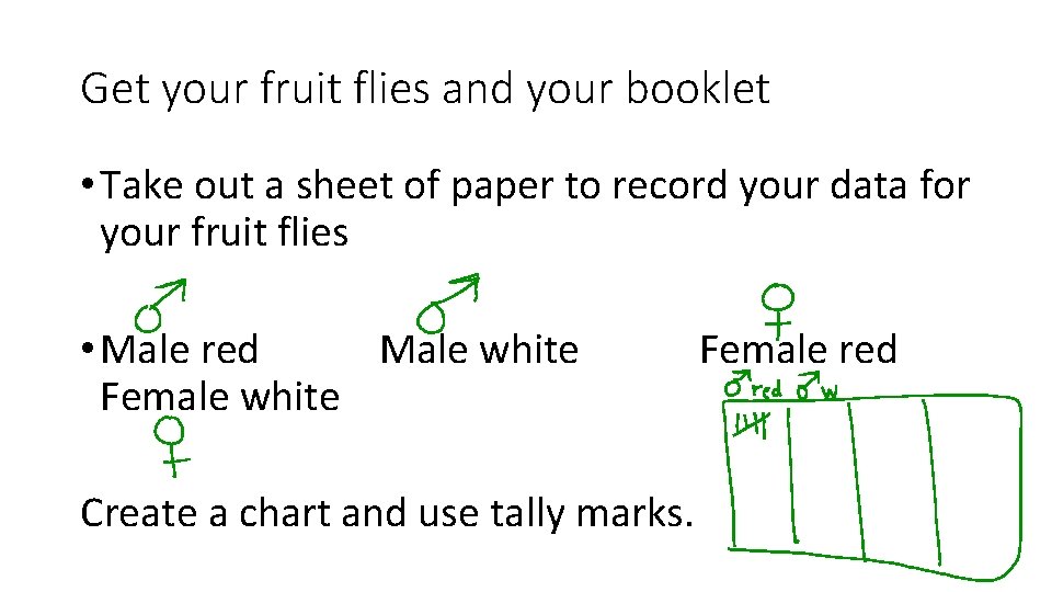 Get your fruit flies and your booklet • Take out a sheet of paper