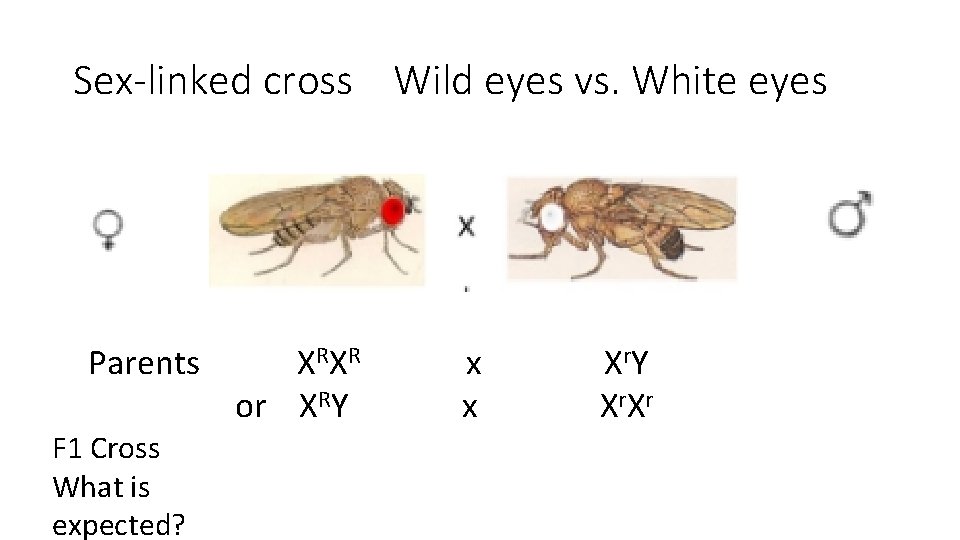 Sex-linked cross Wild eyes vs. White eyes Parents F 1 Cross What is expected?
