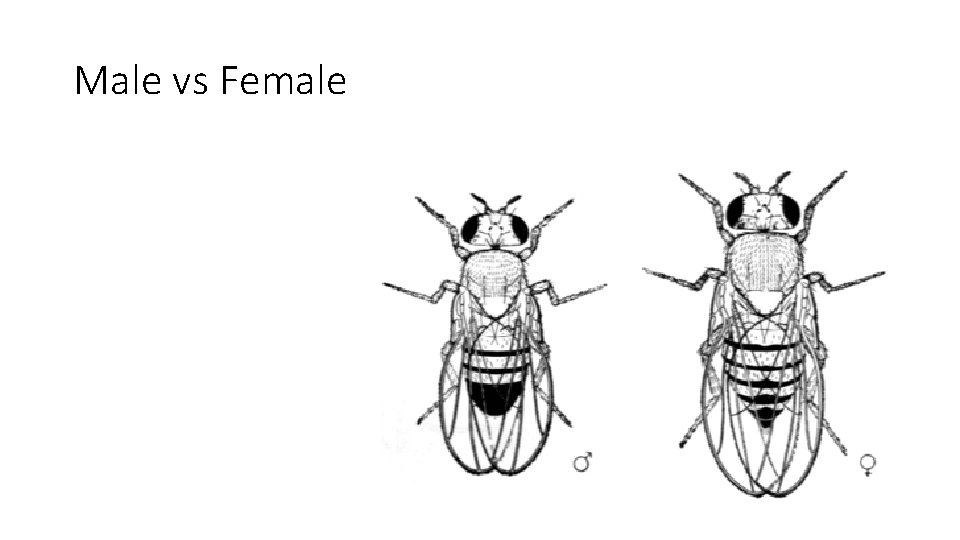 Male vs Female 