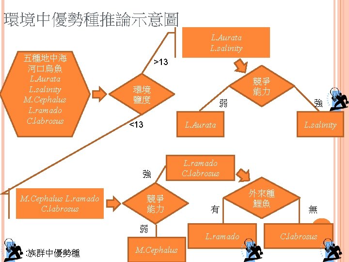 環境中優勢種推論示意圖 L. Aurata L. salinity 五種地中海 河口烏魚 L. Aurata L. salinity M. Cephalus L.