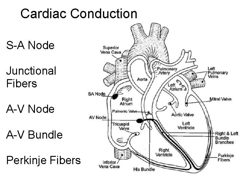 Cardiac Conduction S-A Node Junctional Fibers A-V Node A-V Bundle Perkinje Fibers 