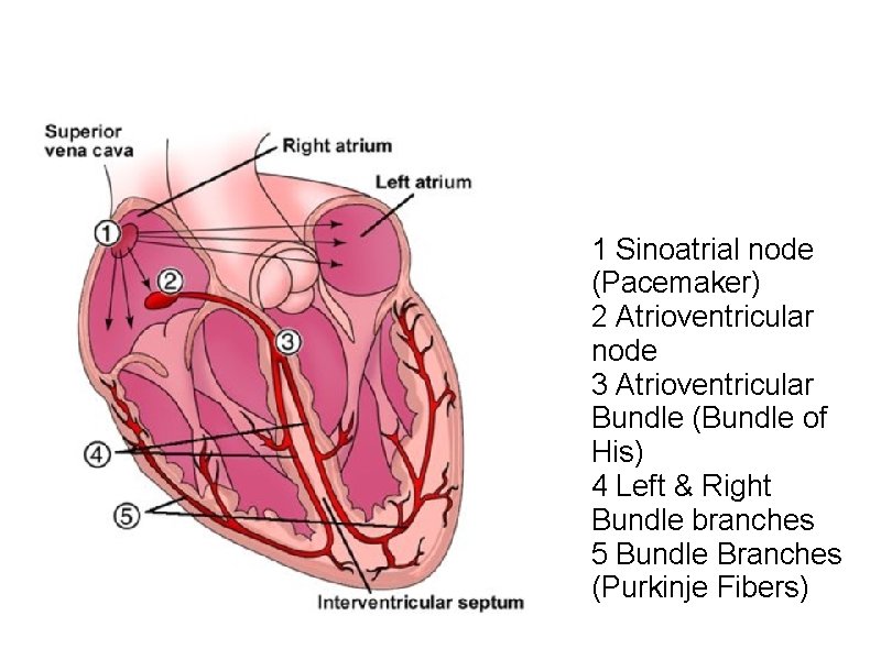 1 Sinoatrial node (Pacemaker) 2 Atrioventricular node 3 Atrioventricular Bundle (Bundle of His) 4