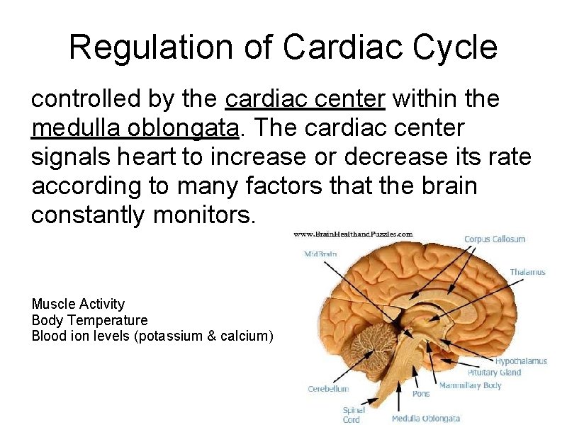 Regulation of Cardiac Cycle controlled by the cardiac center within the medulla oblongata. The