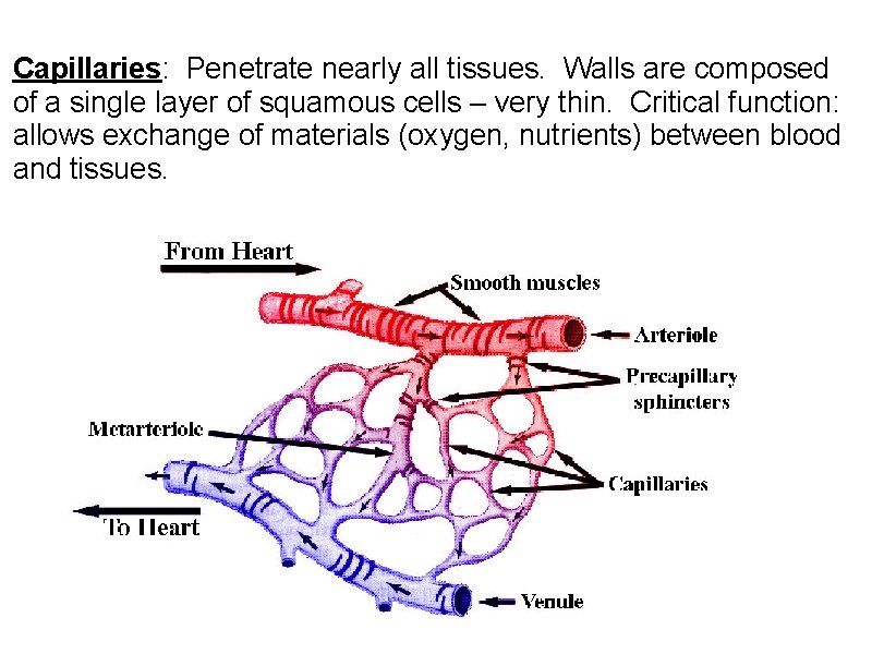 Capillaries: Penetrate nearly all tissues. Walls are composed of a single layer of squamous