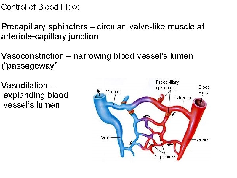 Control of Blood Flow: Precapillary sphincters – circular, valve-like muscle at arteriole-capillary junction Vasoconstriction