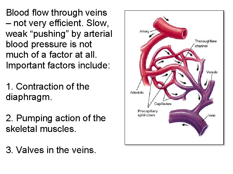 Blood flow through veins – not very efficient. Slow, weak “pushing” by arterial blood