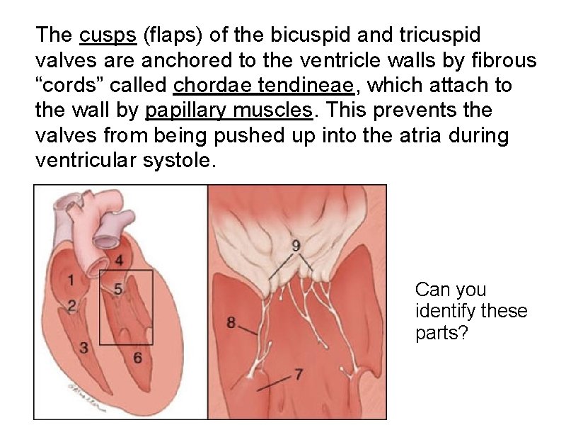 The cusps (flaps) of the bicuspid and tricuspid valves are anchored to the ventricle