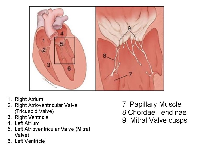 1. Right Atrium 2. Right Atrioventricular Valve (Tricuspid Valve) 3. Right Ventricle 4. Left