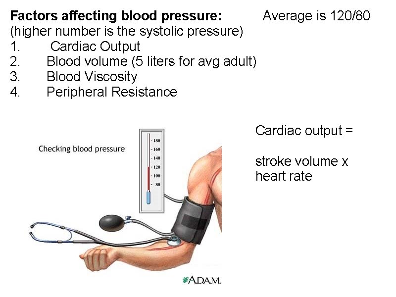 Factors affecting blood pressure: Average is 120/80 (higher number is the systolic pressure) 1.