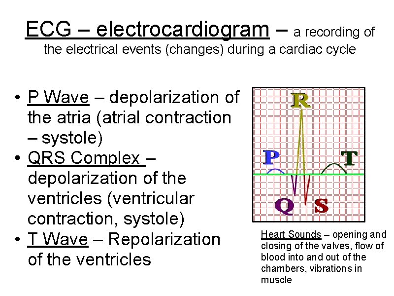 ECG – electrocardiogram – a recording of the electrical events (changes) during a cardiac