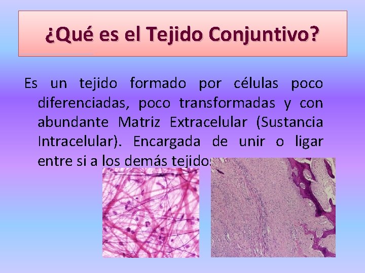 ¿Qué es el Tejido Conjuntivo? Es un tejido formado por células poco diferenciadas, poco