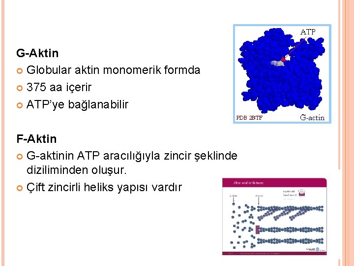 G-Aktin Globular aktin monomerik formda 375 aa içerir ATP’ye bağlanabilir F-Aktin G-aktinin ATP aracılığıyla