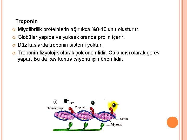 Troponin Miyofibrilik proteinlerin ağırlıkça %8 -10’unu oluşturur. Globüler yapıda ve yüksek oranda prolin içerir.