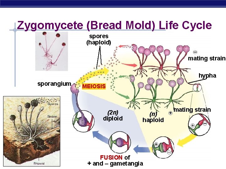 Zygomycete (Bread Mold) Life Cycle spores (haploid) mating strain hypha sporangium MEIOSIS (2 n)