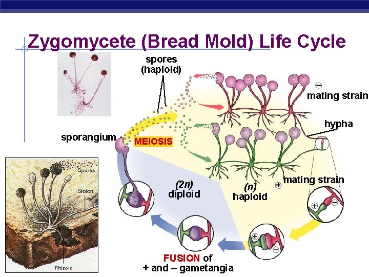 Zygomycete (Bread Mold) Life Cycle spores (haploid) mating strain hypha sporangium MEIOSIS (2 n) Zygomycete (Bread Mold) Life Cycle spores (haploid) mating strain hypha sporangium MEIOSIS (2 n)