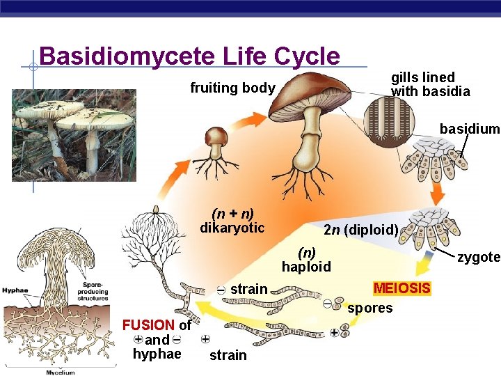 Basidiomycete Life Cycle fruiting body gills lined with basidia basidium (n + n) dikaryotic Basidiomycete Life Cycle fruiting body gills lined with basidia basidium (n + n) dikaryotic