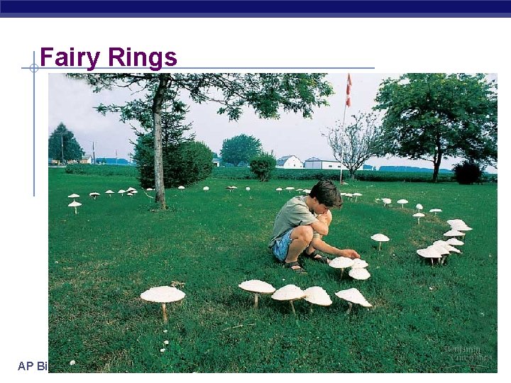 Fairy Rings AP Biology Fairy Rings AP Biology