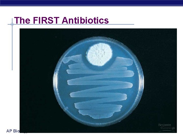 The FIRST Antibiotics AP Biology The FIRST Antibiotics AP Biology