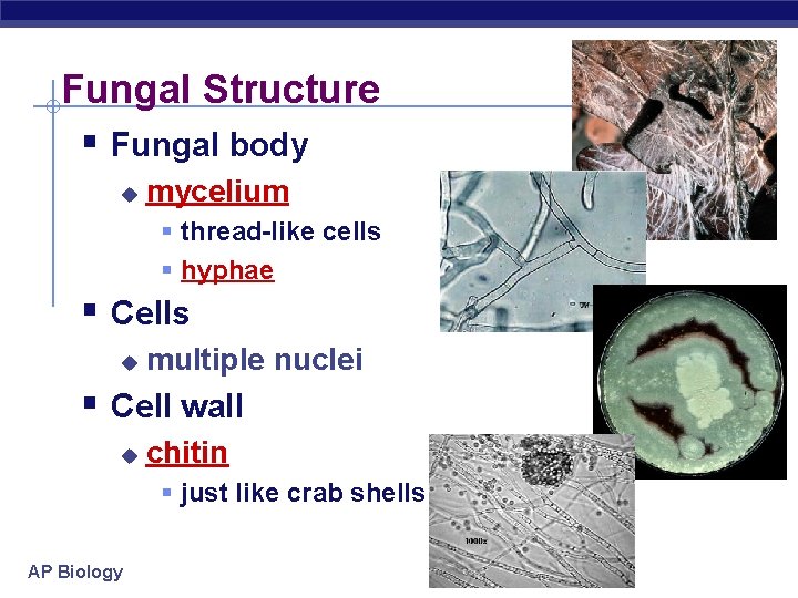 Fungal Structure § Fungal body u mycelium § thread-like cells § hyphae § Cells