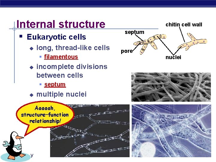 Internal structure § Eukaryotic cells u long, thread-like cells § filamentous u incomplete divisions Internal structure § Eukaryotic cells u long, thread-like cells § filamentous u incomplete divisions