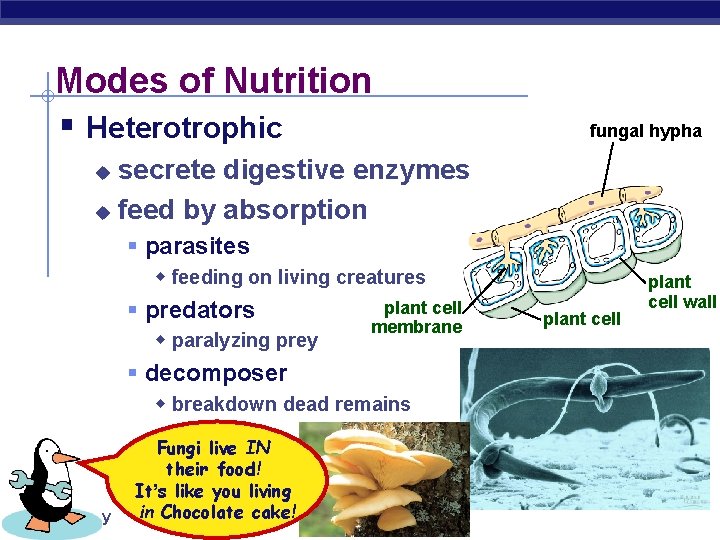 Modes of Nutrition § Heterotrophic fungal hypha secrete digestive enzymes u feed by absorption Modes of Nutrition § Heterotrophic fungal hypha secrete digestive enzymes u feed by absorption