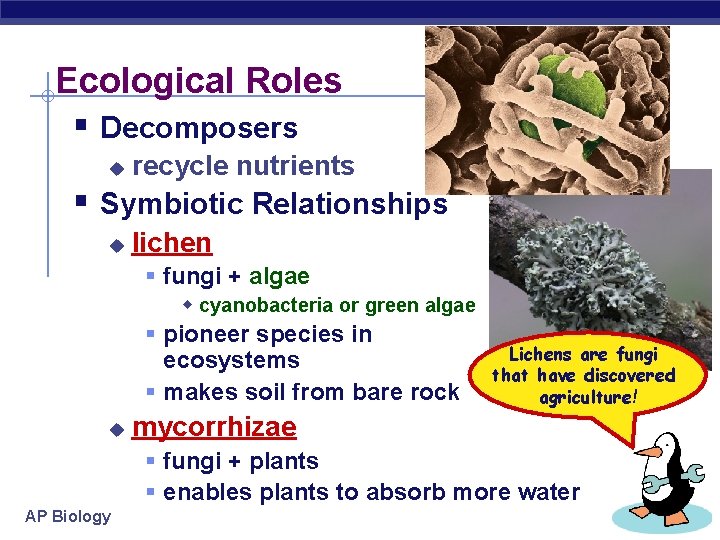 Ecological Roles § Decomposers u recycle nutrients § Symbiotic Relationships u lichen § fungi