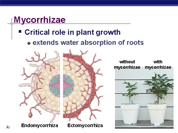 Mycorrhizae § Critical role in plant growth u extends water absorption of roots without Mycorrhizae § Critical role in plant growth u extends water absorption of roots without