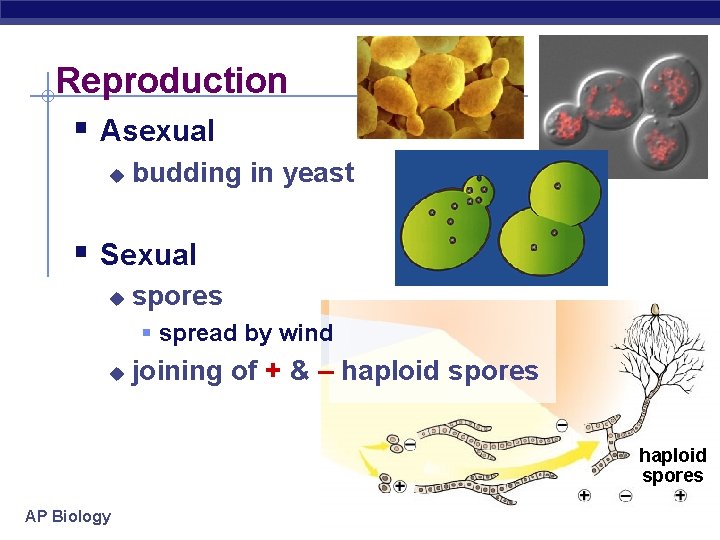 Reproduction § Asexual u budding in yeast § Sexual u spores § spread by