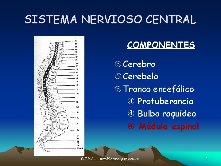 SISTEMA NERVIOSO CENTRAL COMPONENTES Cerebro Cerebelo Tronco encefálico Protuberancia Bulbo raquídeo Médula espinal G.