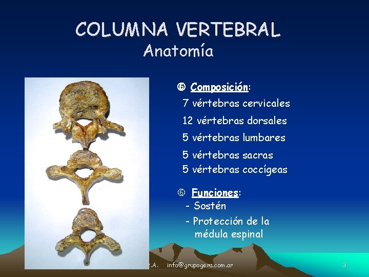 COLUMNA VERTEBRAL Anatomía Composición: 7 vértebras cervicales 12 vértebras dorsales 5 vértebras lumbares 5