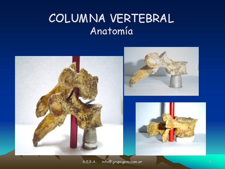 COLUMNA VERTEBRAL Anatomía G. E. R. A. info@grupogera. com. ar 4 