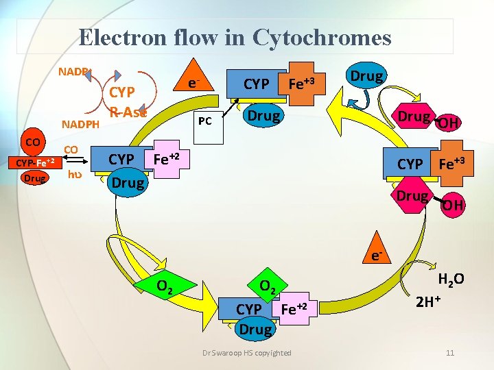 Electron flow in Cytochromes NADP+ NADPH CO CYP-Fe+2 Drug CO hu e- CYP R-Ase