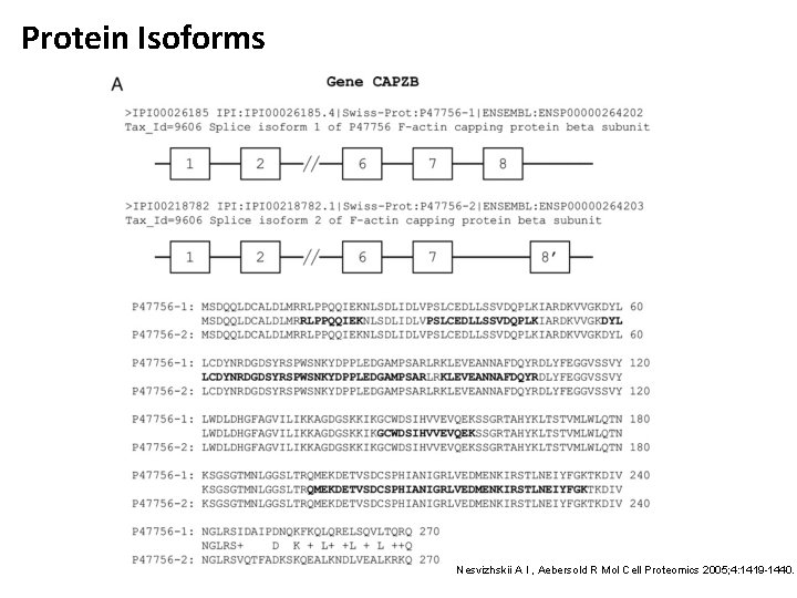 Protein Isoforms Nesvizhskii A I , Aebersold R Mol Cell Proteomics 2005; 4: 1419