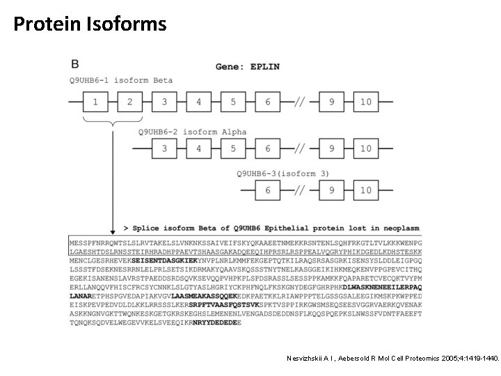 Protein Isoforms Nesvizhskii A I , Aebersold R Mol Cell Proteomics 2005; 4: 1419