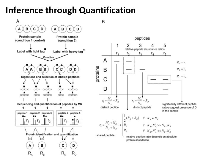 Inference through Quantification 