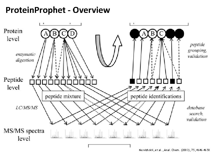 Protein. Prophet - Overview Nesvizhskii, et al. , Anal. Chem. (2003), 75, 4646 -4658