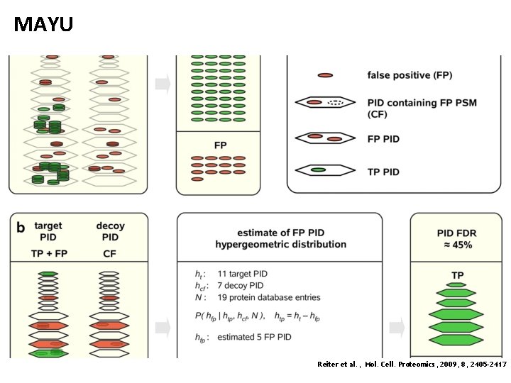 MAYU Reiter et al. , Mol. Cell. Proteomics, 2009, 8, 2405 -2417 