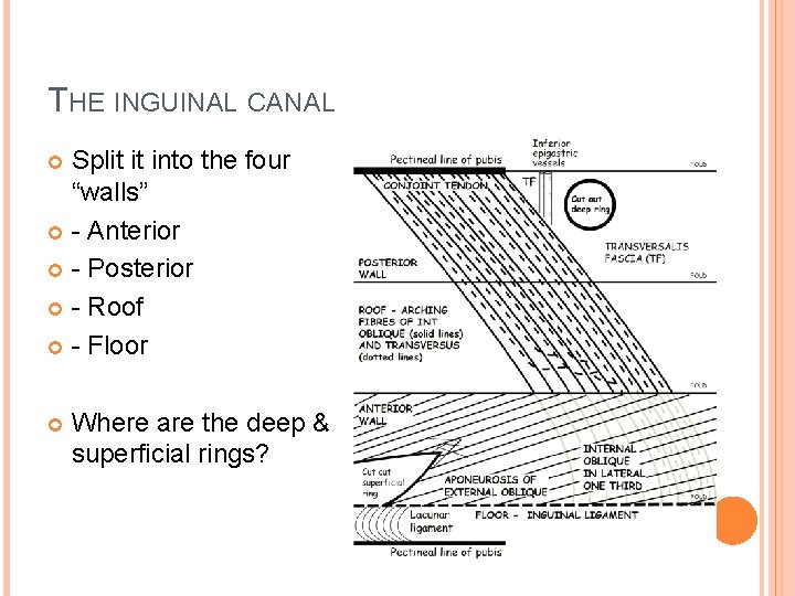 THE INGUINAL CANAL Split it into the four “walls” - Anterior - Posterior -