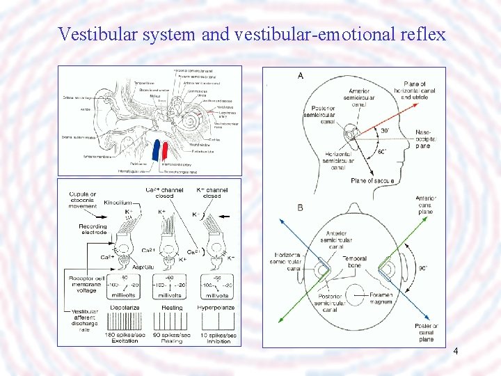 Vestibular system and vestibular-emotional reflex 4 