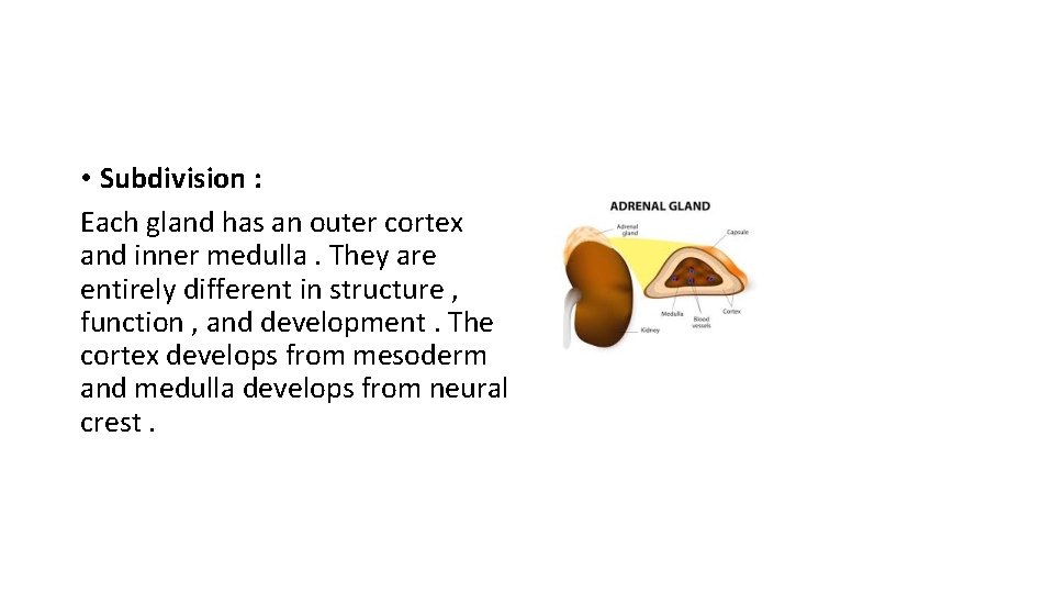  • Subdivision : Each gland has an outer cortex and inner medulla. They