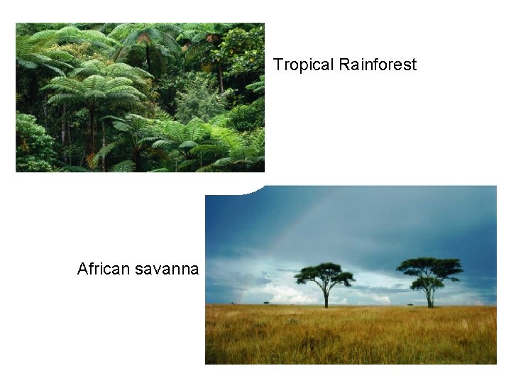 Tropical Rainforest African savanna 