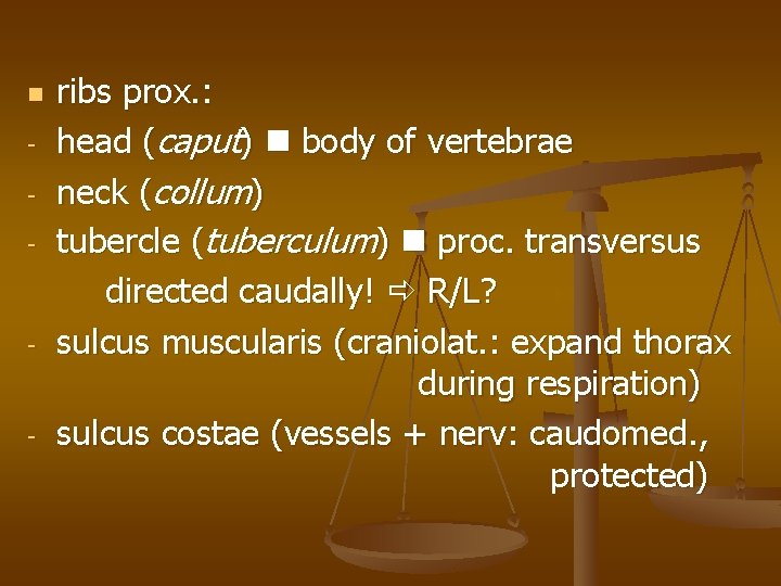  - - - ribs prox. : head (caput) body of vertebrae neck (collum)