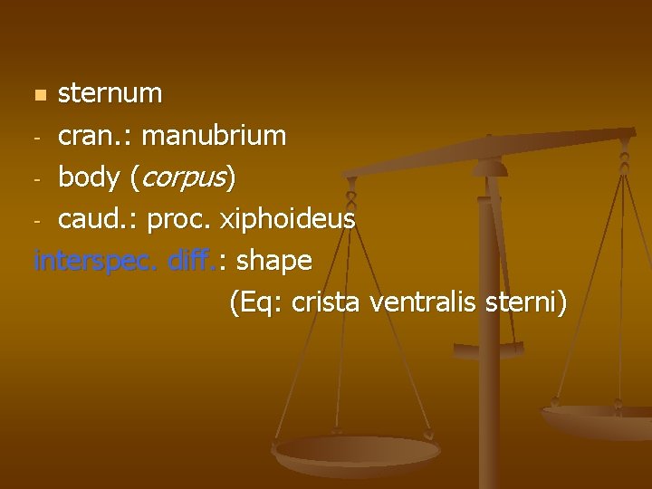 sternum - cran. : manubrium - body (corpus) - caud. : proc. xiphoideus interspec.
