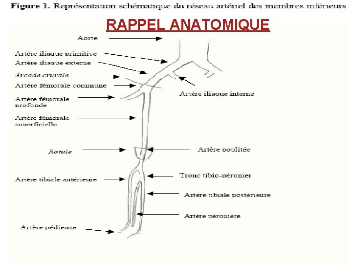 RAPPEL ANATOMIQUE 